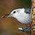 White-breasted Nuthatch